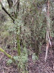 Coprosma quadrifida