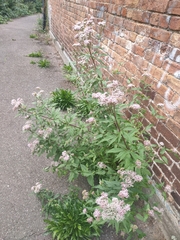Eupatorium cannabinum