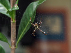 Argiope aetherea