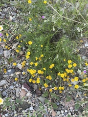 Thymophylla pentachaeta