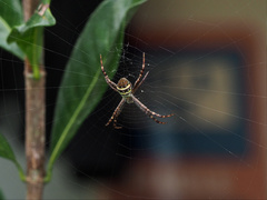 Argiope aetherea