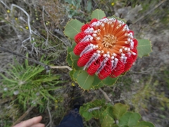 Banksia coccinea