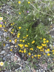 Thymophylla pentachaeta