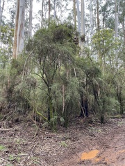 Coprosma quadrifida