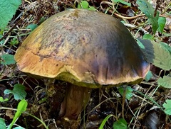 Butyriboletus pseudoregius