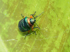 Lampromicra senator