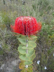 Banksia coccinea