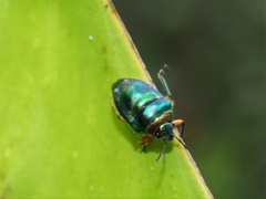 Lampromicra senator