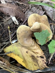 Boletinellus merulioides