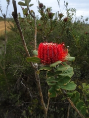 Banksia coccinea