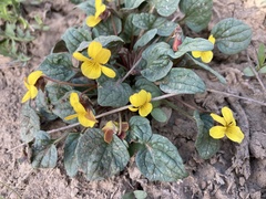 Viola purpurea