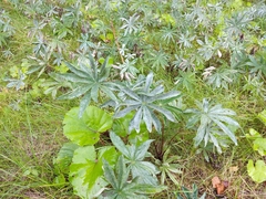 Lupinus polyphyllus
