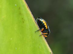 Lampromicra senator