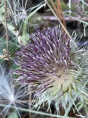 Cirsium scariosum