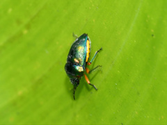 Lampromicra senator