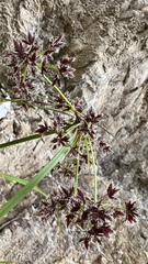 Cyperus tabina