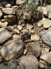 Cophopodisma pyrenaea