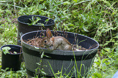 Leporidae