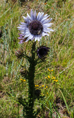 Berkheya purpurea