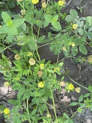 Trifolium aureum