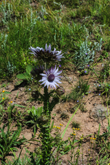 Berkheya purpurea