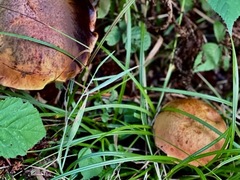 Butyriboletus pseudoregius