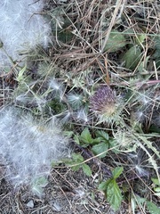 Cirsium scariosum