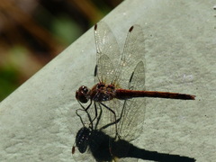 Sympetrum