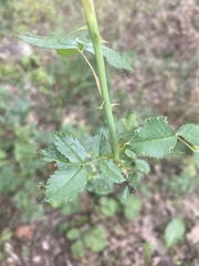 Rosa multiflora