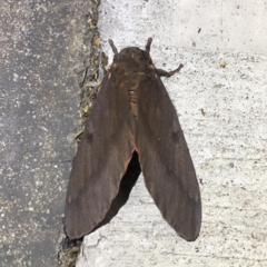 Citheronia sepulcralis