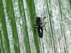 Technomyrmex albipes