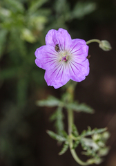 Geranium robustum