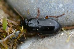 Harpalus laevipes