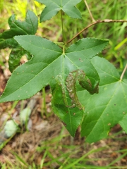 Phyllocnistis liquidambarisella