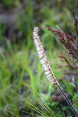 Holothrix scopularia