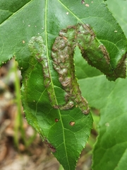 Phyllocnistis liquidambarisella