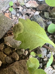 Nemorimyza posticata