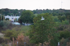 Chroicocephalus ridibundus