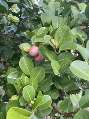 Chrysobalanus icaco