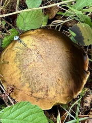 Butyriboletus pseudoregius