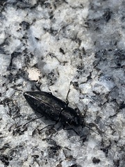 Buprestidae