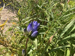 Gentiana andrewsii