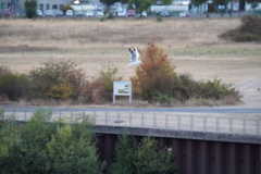 Chroicocephalus ridibundus