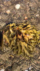 Fucus vesiculosus