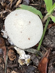 Lycoperdon pratense