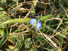Commelina erecta