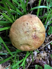 Butyriboletus pseudoregius