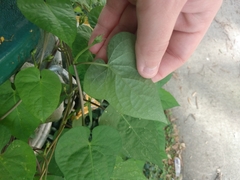 Ipomoea triloba