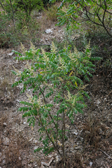 Rhus coriaria