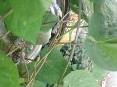 Ipomoea triloba